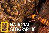看日本蜜蜂如何集體「熱死」大虎頭蜂！