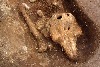 考古學家在「根西島」找到了一座謎樣的鼠海豚墳墓
