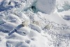 為什麼這個新發現的北極熊亞族群如此特別？