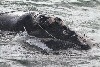 鯨魚的100萬道陰影 美組織將龍蝦踢出永續海鮮名單