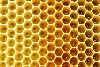 阻止蜂群傳染病蔓延 美國核准全球第一支蜜蜂用疫苗