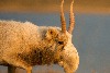 這種長鼻子羚羊曾經幾乎滅絕。20年後，牠們正在茁壯成長