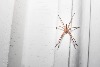 蜘蛛迷思大破解：你對蜘蛛的許多認知都是錯的！