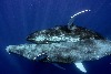 史上首張座頭鯨交配照片， 雙方都是雄性！