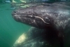 「滅絕200餘年」灰鯨重現大西洋，科學家說這只是開始