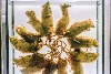 傳說中由多隻老鼠合體構成的「鼠王」，可能真的存在？
