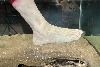 「喪屍腳」如何助科學家防範魟魚螫傷
