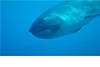 罕見影片：印尼外海撞見巨口鯊活體