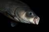 112歲的「魚瑞」打破了淡水硬骨魚類的長壽紀錄