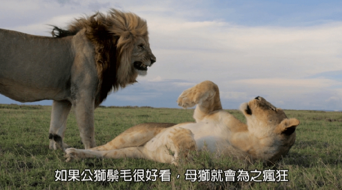 每日酷知識：獅子鬃毛的致命吸引力