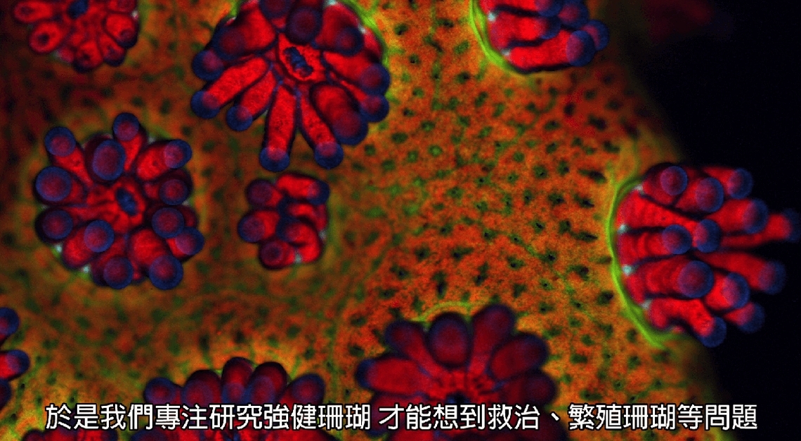 適者生存──生命力超強的珊瑚礁