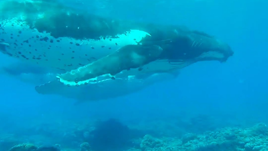 到法屬玻里尼西亞與座頭鯨共泳