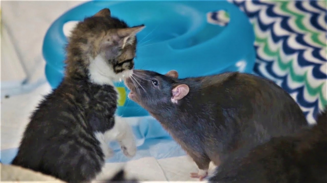 可愛直擊：小貓咪的老鼠保母