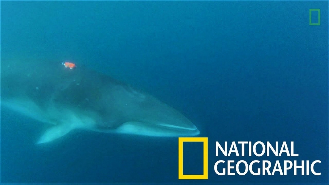 「鯨魚視角」神秘南極小鬚鯨首度背上攝影機