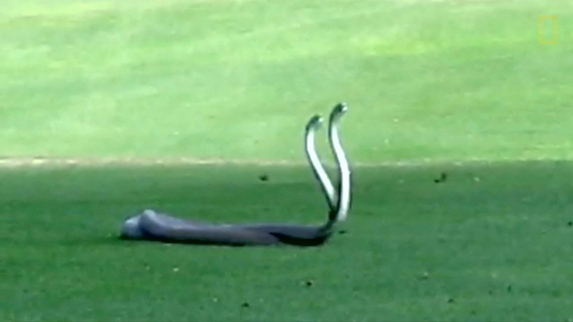 球場上目擊為了母蛇而纏鬥的黑曼巴蛇