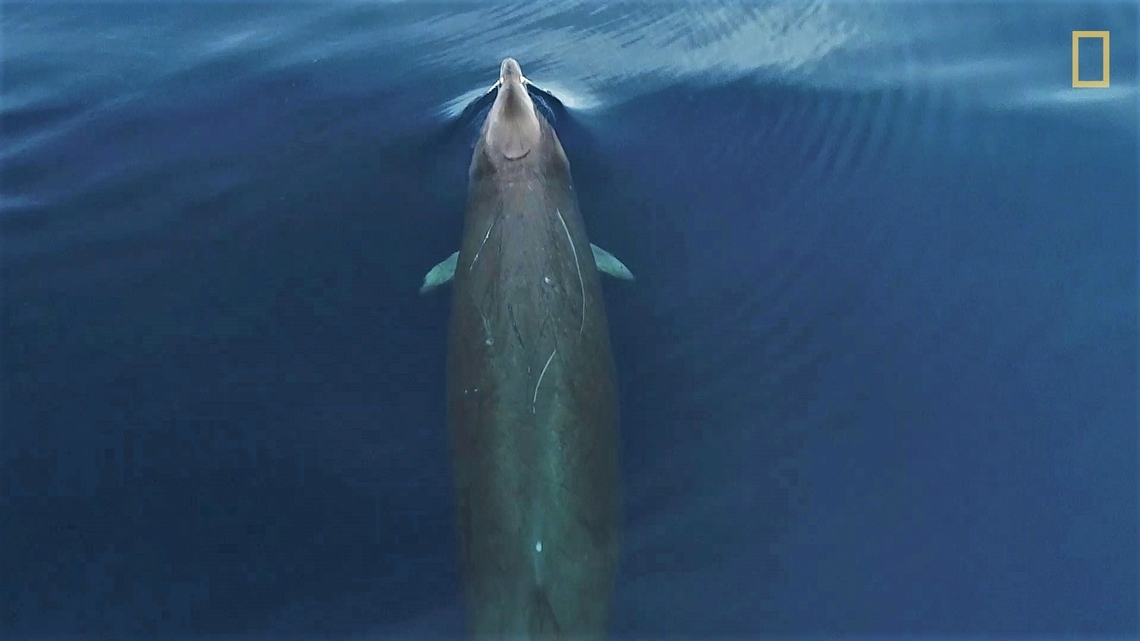罕見畫面––俯瞰神秘的熱氏中喙鯨