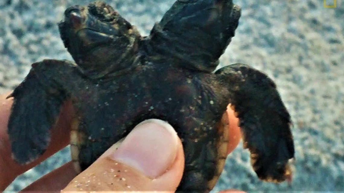 海灘驚見雙頭海龜寶寶