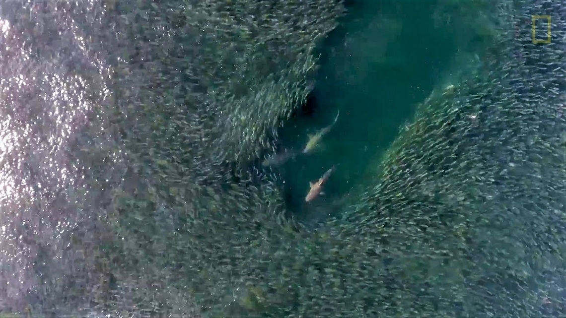 空拍視野：令人目不轉睛的鯊魚追逐戲