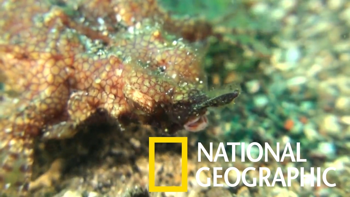 你有看過奇特的「海蛾魚」嗎？
