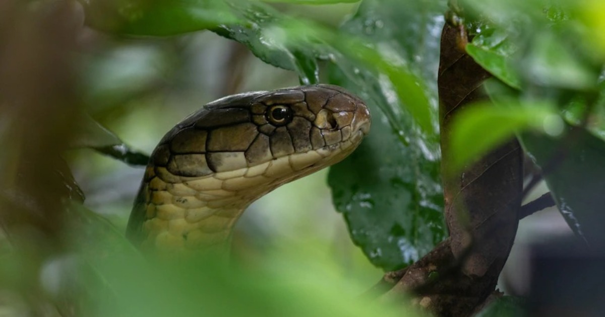 眼鏡王蛇可能是由四個不同物種組成的「王室」 - 國家地理雜誌中文網