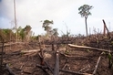砍伐森林恐帶來更多會傳染給人類的疾病