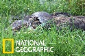 看非洲最大蛇類吞下一頭斑鬣狗