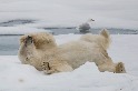 北極熊之夢