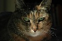 你也是貓咪溝通師嗎？有少部分的人能讀懂喵星人的表情呦！