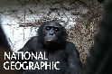 展現同理心的倭黑猩猩