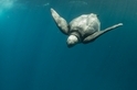 海裡尋龜千百度──「海龜痴漢」蘇淮的革龜觀察筆記