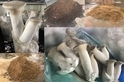 小菇不獨處 臺灣年用5億菇類太空包 農試所新解方：二度利用、三次再生化為泥炭土