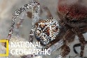群居性蜘蛛與牠們的「噬母」習性
