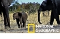 心疼！南非斷鼻小象的存活機率可能不高……