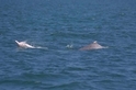 臺灣白海豚2019年監測資料出爐：可辨識個體47隻、大安溪口到外傘頂洲三社群