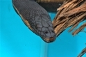 【老杜聊海蛇】大西洋中為何沒有海蛇? 讓我們從黑背海蛇聊起……