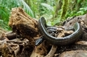 當真菌殺光獵物，熱帶蛇類也跟著消失