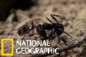 這種蜘蛛用高超的演技潛入蟻巢「暗殺」螞蟻