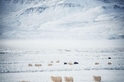 冰島羊群