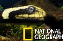 海陸兩棲的黃唇青斑海蛇