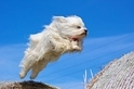 飛躍的哈瓦那犬