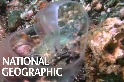 這片晶瑩剔透的生物是什麼海洋動物的寶寶？