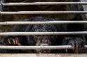 中國將熊膽推廣為冠狀病毒療法，動保人士因此感到擔憂