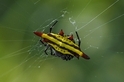 酷知識測驗：蜘蛛「蜘」多少？