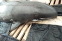 【台灣鯨豚圖鑑】西南沿海頻繁集體擱淺的小虎鯨