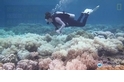 大堡礁消亡速度可能比預期快