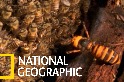 看日本蜜蜂如何集體「熱死」大虎頭蜂！