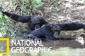 為了避開酷熱，這些「夜貓族」黑猩猩特別愛洗澡！