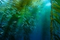 無可取代的加州「巨藻森林」正受暖化威脅，還有機會拯救它們嗎？