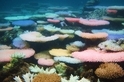 白化新研究：珊瑚垂死前發出的螢光色 是對抗死亡的生存技能