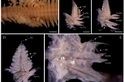 以齊柏林命名的新種多毛類──齊柏林鰓沙蠶
